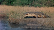 Hatari! (1962)