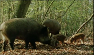 Living Britain (1999)