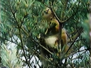 Osprey (1984)