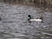 The Footloose Goose (1975)