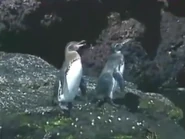 Voyage To The Galapagos (2013)