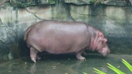 West African Hippopotamus