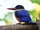 Black-capped Kingfisher
