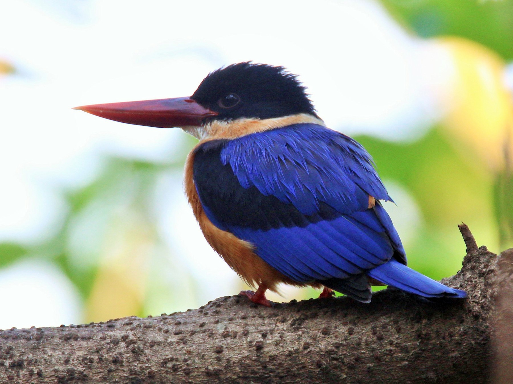 Black-capped Kingfisher, NatureRules1 Wiki