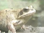 Amazing Animals (1996-1999)