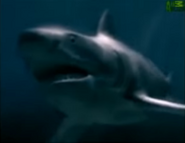 Animal Face-Off (2004)
