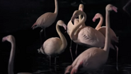 Animals After Dark (2019)