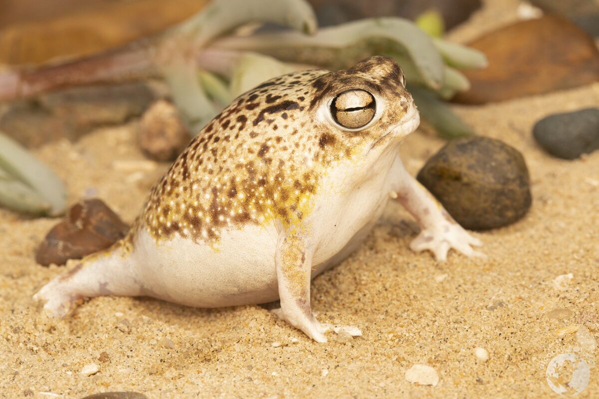 Desert Rain Frog | NatureRules1 Wiki | Fandom