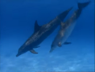 Jewels of the Caribbean Sea (1994)