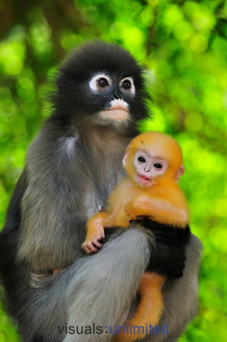 Spectacled Leaf Monkey Dusky Langur Or Dusky Leaf Mon Photo Background And  Picture For Free Download - Pngtree