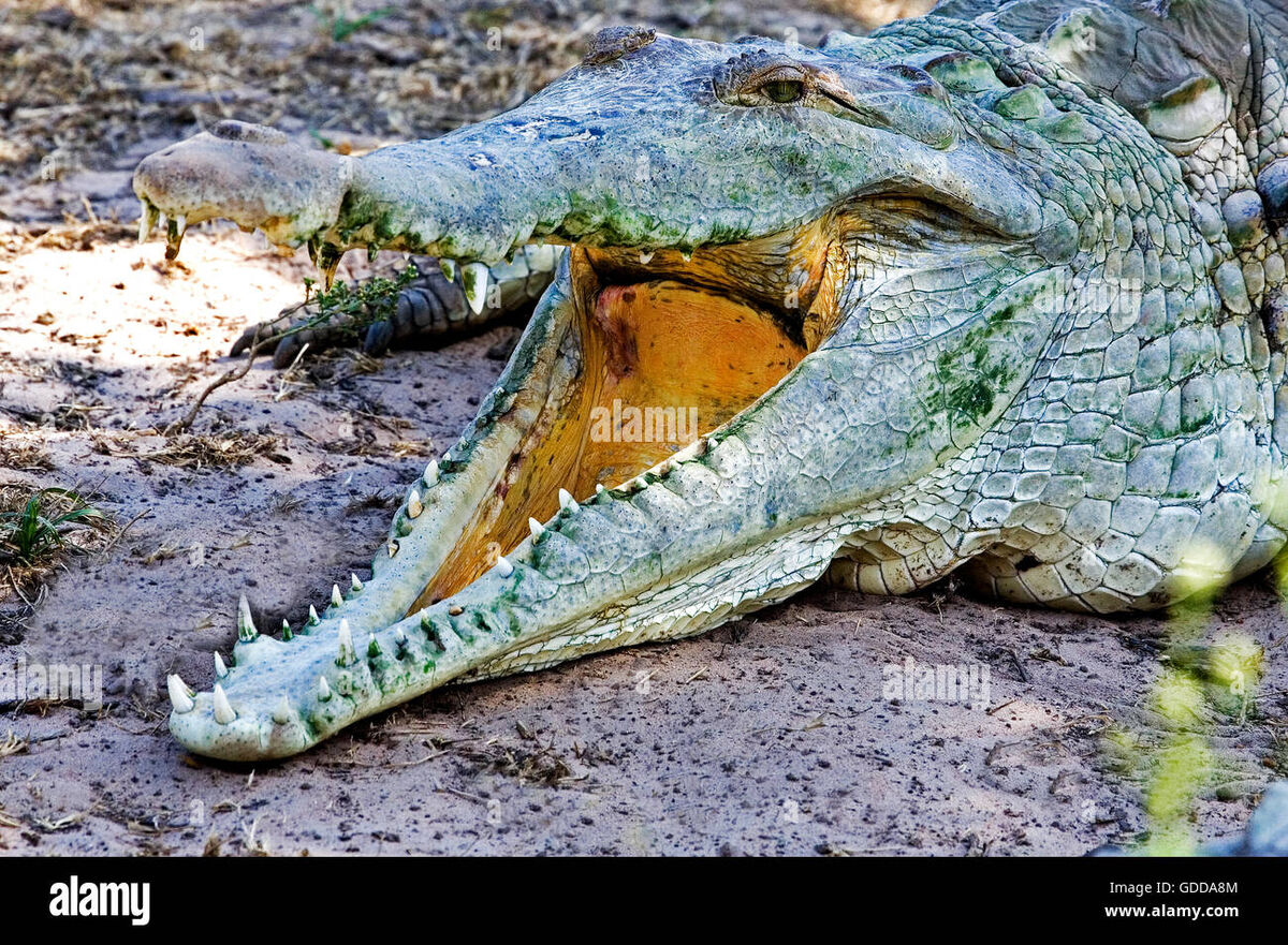Orinoco Crocodile | NatureRules1 Wiki | Fandom