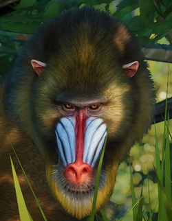 Safari Ltd Mandrill 100273 | Wildlife