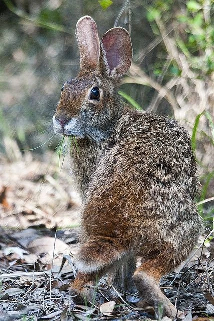 Swamp Rabbit | NatureRules1 Wiki | Fandom