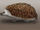 Amphechinus