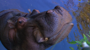 Animal Atlas (2004)