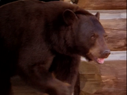 Grizzly Mountain (1996)