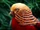 Golden Pheasant