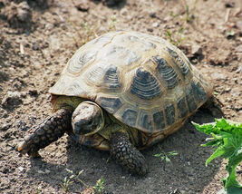 Russian Tortoise