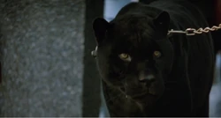 Black Jaguar | NatureRules1 Wiki | Fandom