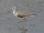 Common Greenshank