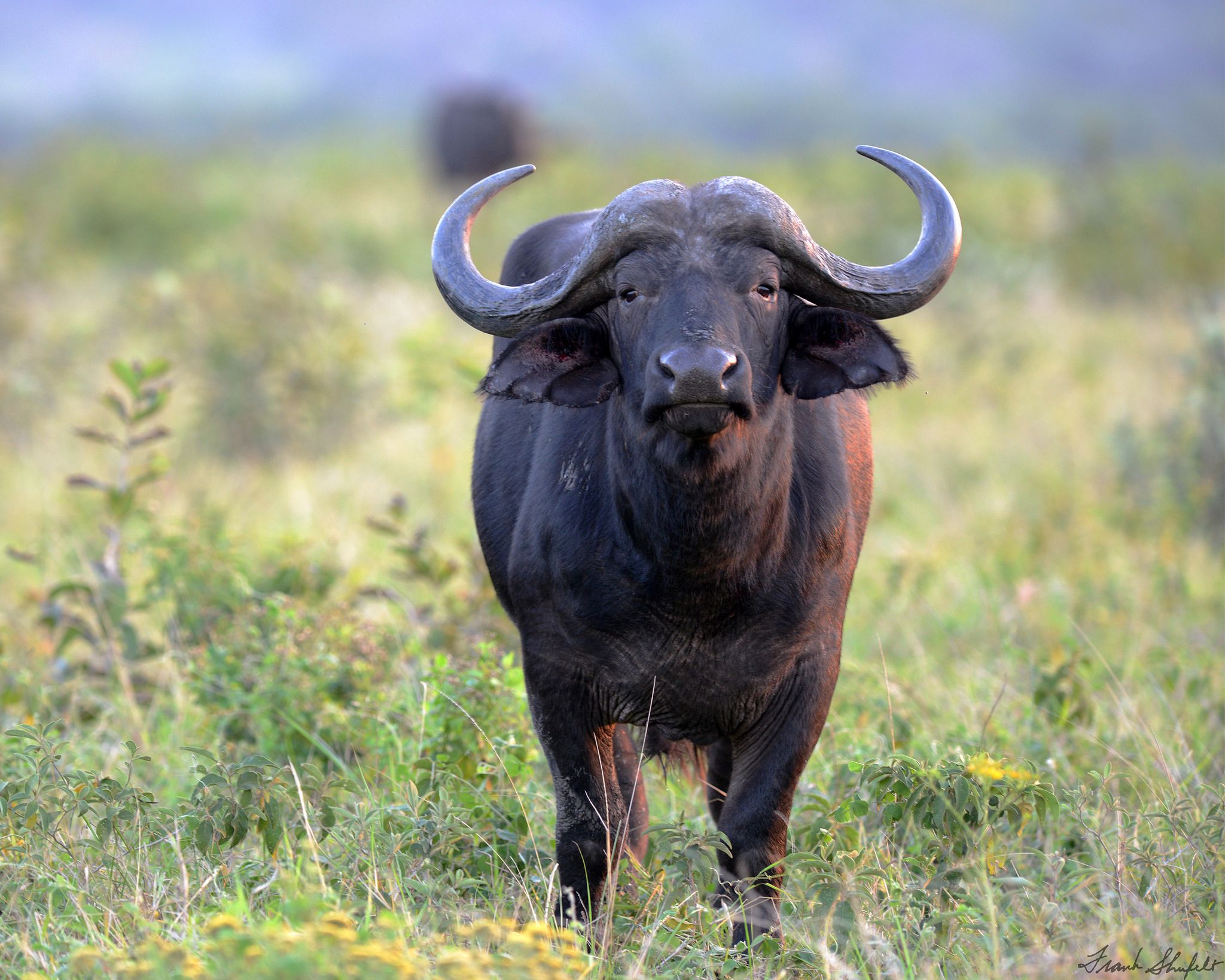 Buffalo African Buffalo 5 1/8in Wild Animals Bullyland 63698 Novelty 2017 