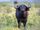 African Buffalo
