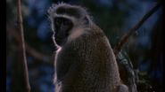Call Me Bwana (1963)