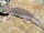 Przewalski's Wonder Gecko