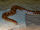 Kenyan sand boa