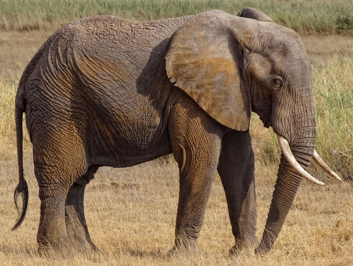 African Bush Elephant | NatureRules1 Wiki | Fandom