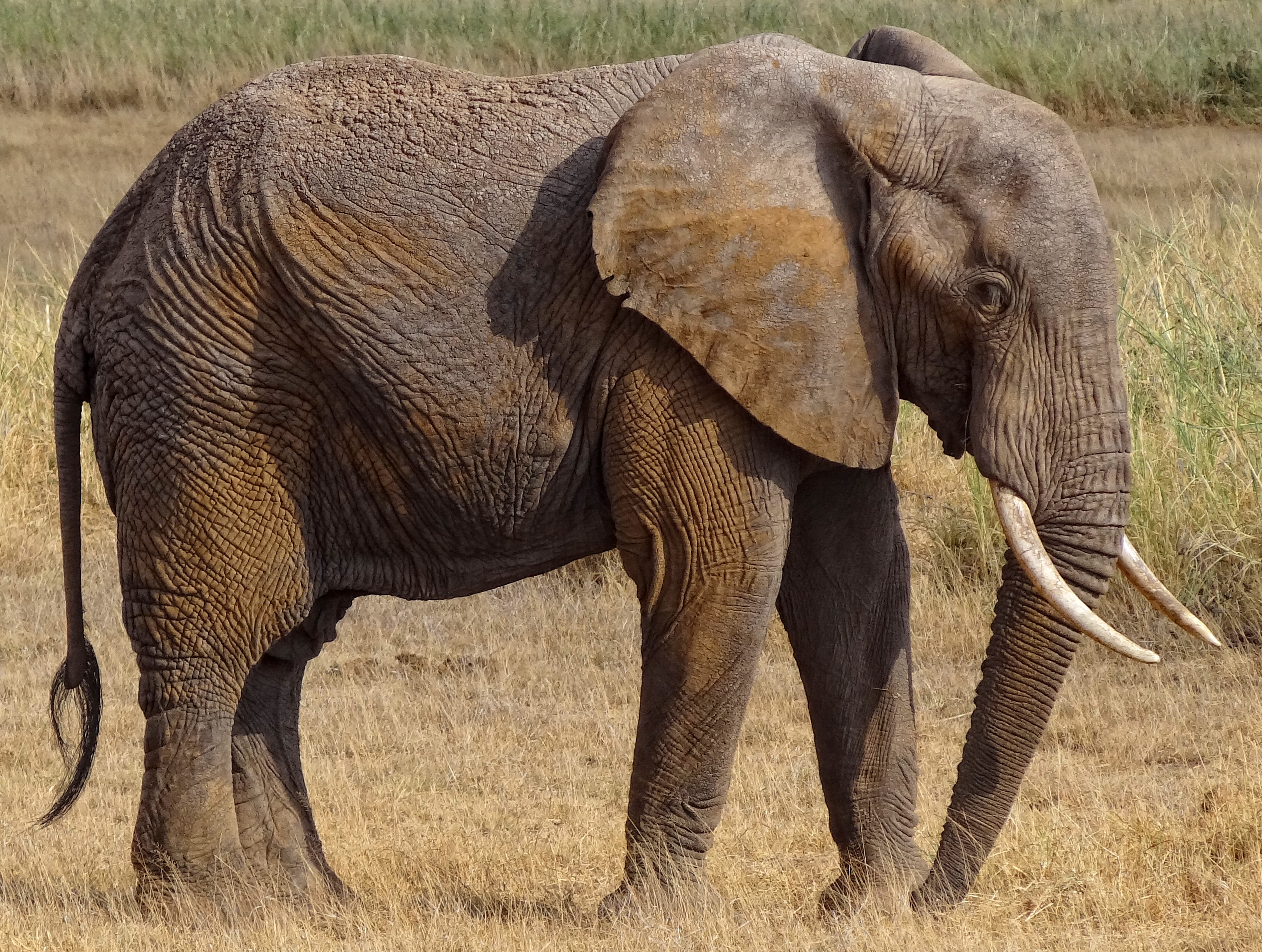 Elephant african African Elephant