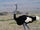 Somali Ostrich