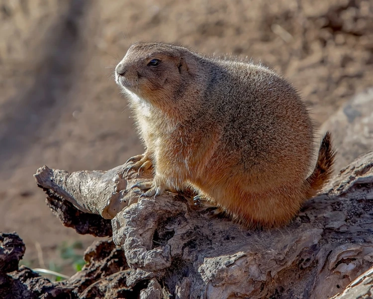 Mexican Prairie Dog NatureRules1 Wiki Fandom