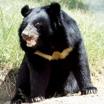 〜50s BLACK BEAR クルーザージャケット Bears Remembered - North American Bear Center