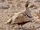 Black-bellied Sandgrouse