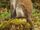 Bale Mountains Vervet