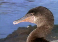 Jim Henson's The Animal Show (1994-1998)