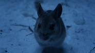 Night on Earth (2020)
