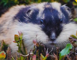 Norway Lemming, Wild Kratts Wiki