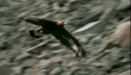 Wild Canada (2014)