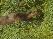Wild Ireland (1985)