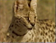 Wildlife on One (1977-2005)