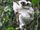 Silky Sifaka