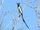 Black-throated Magpie-jay