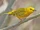 American Yellow Warbler