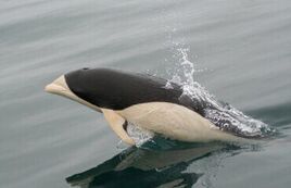 A-Southern-Right-Whale-Dolphin-leaping-out-of-the-water-370x239