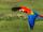 Scarlet Macaw