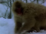 Going Ape (2005)