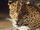 Javan Leopard