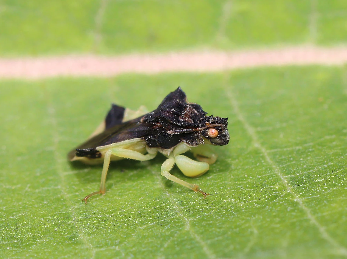 The Pennsylvania Water Bug Invasion What You Need To Know Now - ruujced